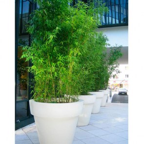 Bambus-Gartentopf.jpg